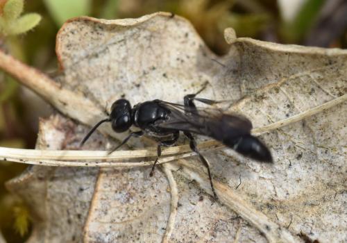 Trypoxylon beaumonti